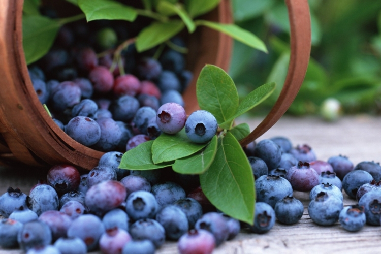 【吃藍莓9大好處！防癌、抗老、降膽固醇，還有...】
